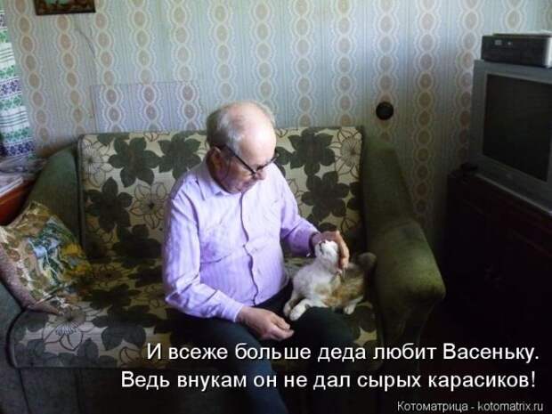 Лучшие котоматрицы недели (50 фото)