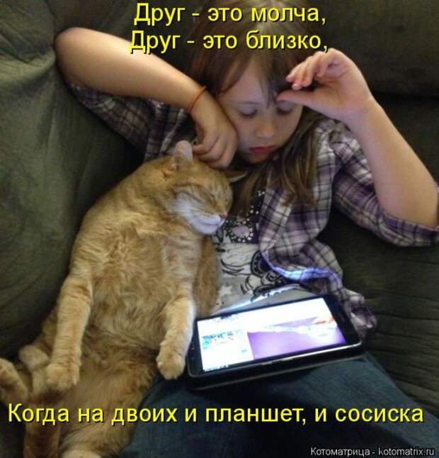 Лучшие котоматрицы недели (50 фото)