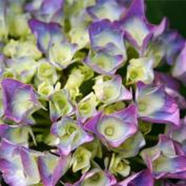 Гортензия крупнолистная (Hydrangea macrophylla)