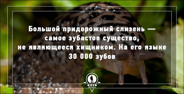 Интересные факты о нашей планете