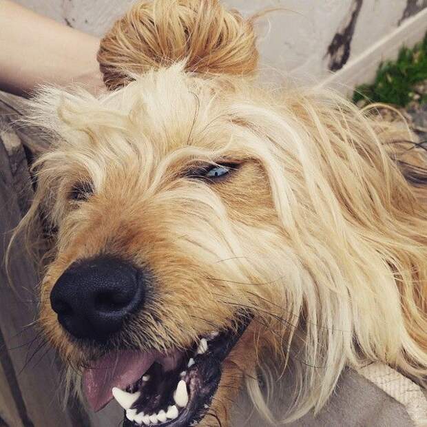 Собаки с гульками,  #DogBun