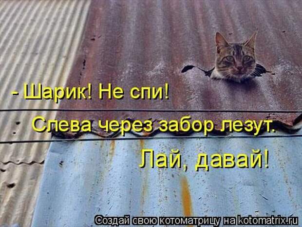 Прикольные котоматрицы - смешные кошки Прикольные котоматрицы - смешные кошки