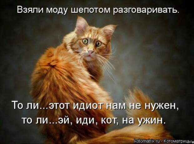 Котоматрицы(картинки с надписями)