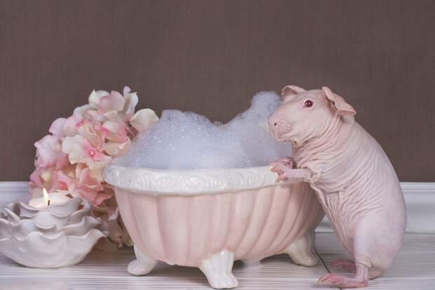 7. Я даже не знаю что сказать... guinea pig, животные, морская свинка