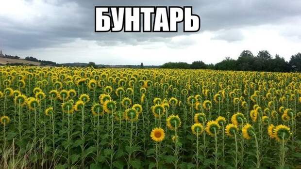 Смешные картинки с надписями прикол, юмор