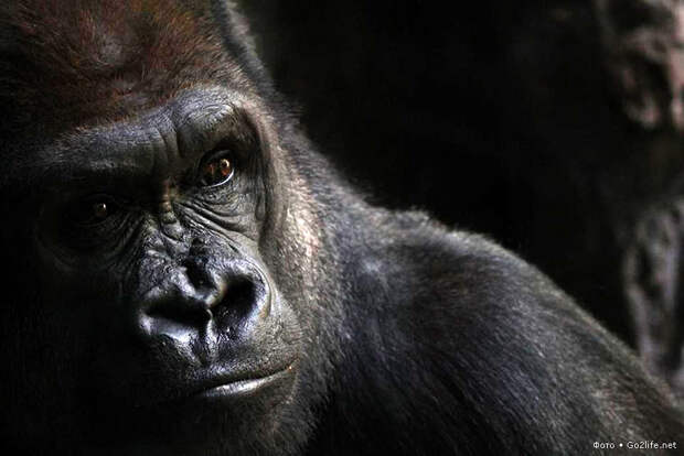 Внимательный взгляд гориллы