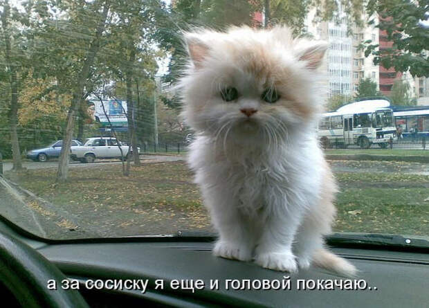 Смешные животные из КотоМатрицы (49 шт.)