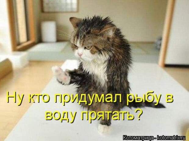 пятничный позитив в котомашках от Лисицы))