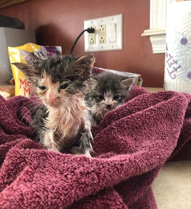 Истощенные котята Грязные котята