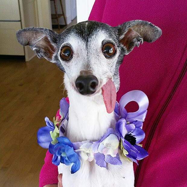 Zappa dog, двойник Сида из Ледникового периода, собака Заппа, собака с высунутым языком