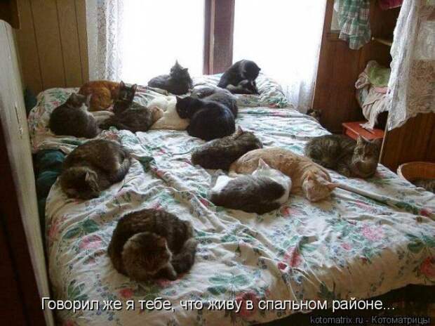Котоматрицы :)