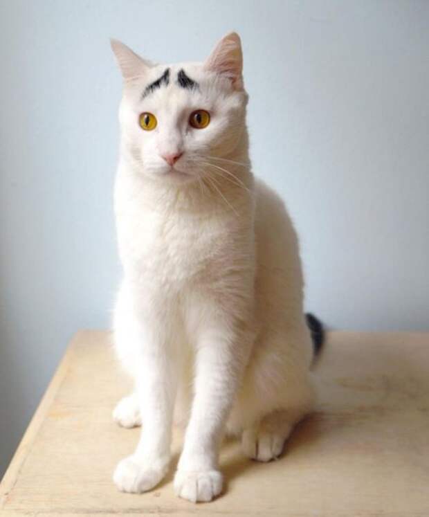 кошки с удивительным рисунком на шерсти