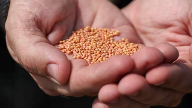 Аграрии заявили о рисках нехватки семян овощей