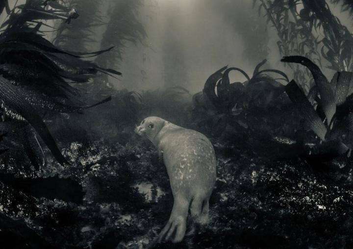 national-geographic-traveler-photo-contest-тюлень