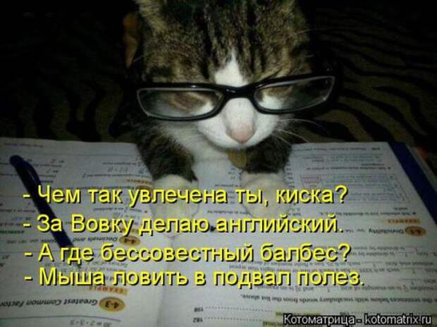 Котоматрицы(картинки с надписями)