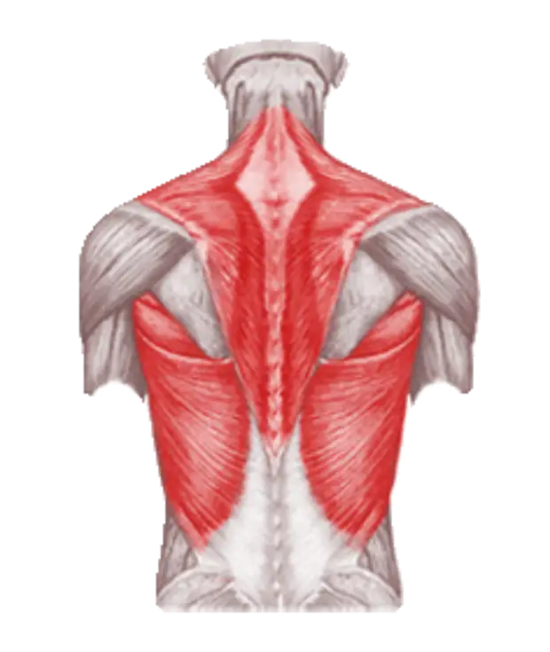 Latissimus Dorsi muscle