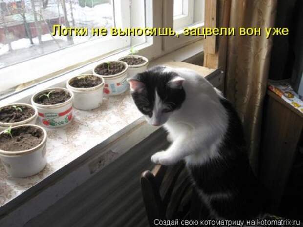 Котоматрица на Бугаге (34 фото)
