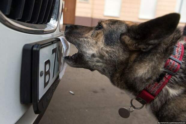 Собаки в помощь парковочной полиции
