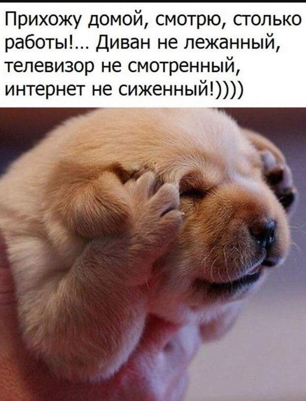 Новые смешные картинки и фото приколы