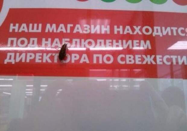 Он моментально обнаружит пищевые отбросы и прочие загрязнения!