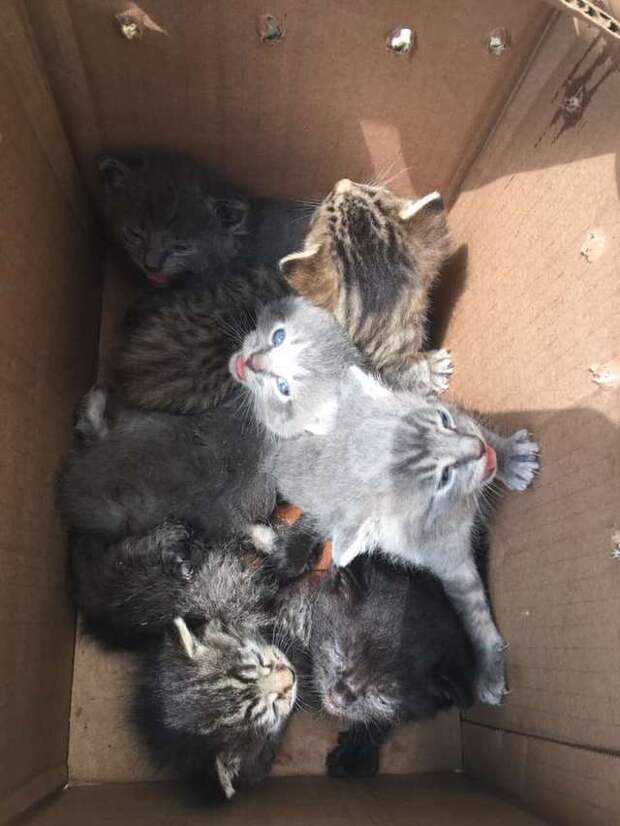 котята в коробке