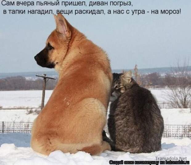 Осенняя подборка Котоматриц 2010 - Выпуск 22