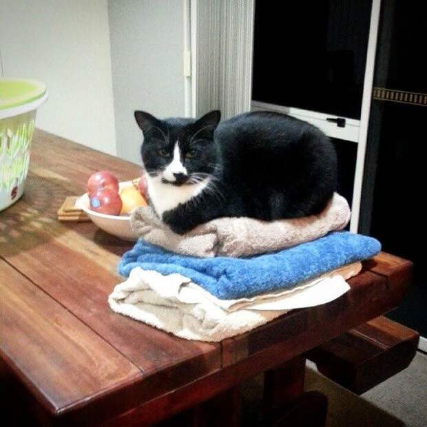 25 кошек, которые спят где угодно, кроме ваших коленей кошки спят, кошки спят в необычных местах