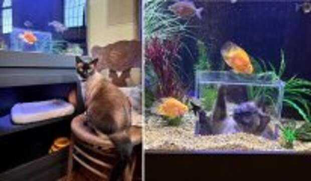Вокруг света: Зачем коту заботливые хозяева подарили аквариум, и что из этого вышло