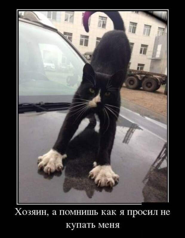 Пятничная подборка демотиваторов