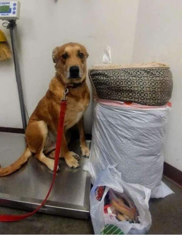 собака рядом с пакетом