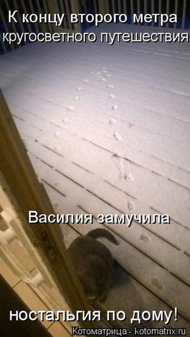 Лучшие котоматрицы недели (50 фото)
