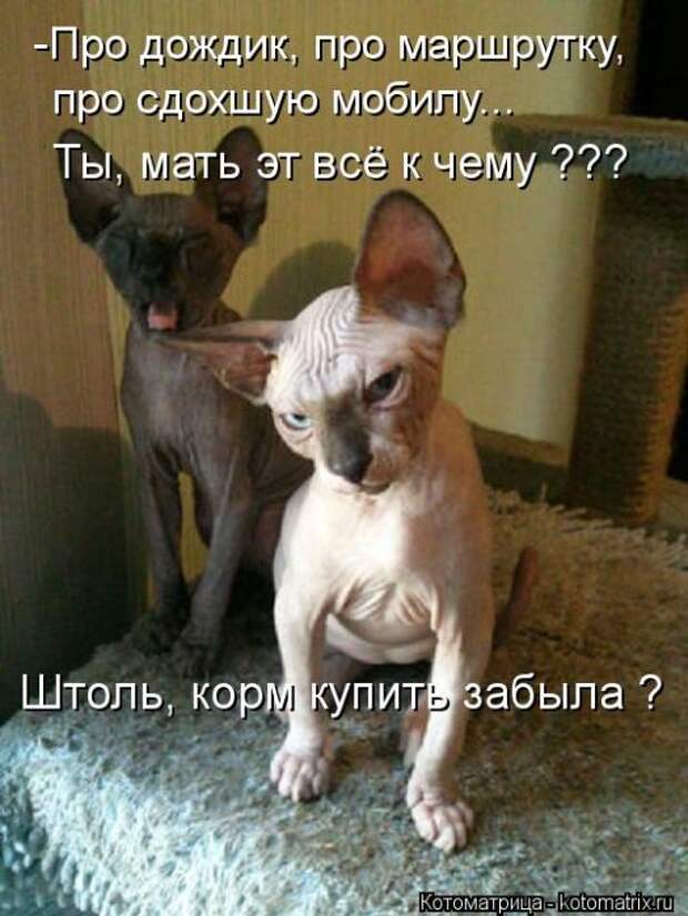 Котоматрица №36