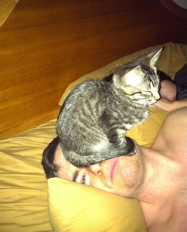 Коты, которые и не подозревают, что у вас есть личное пространство коты, прикол, фото