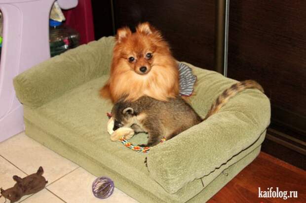 Необычные домашние животные (55 фото) Необычные домашние животные (55 фото)