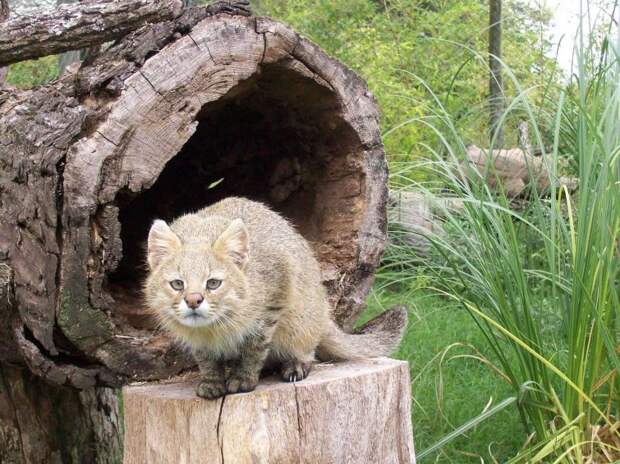 редкие дикие кошки, виды кошек, необычные кошки