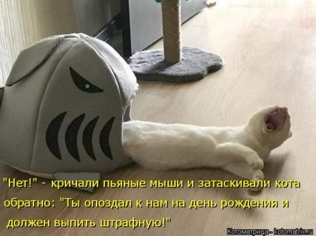 Новая и прикольная котоматрица на 22 сентября (29 фото)