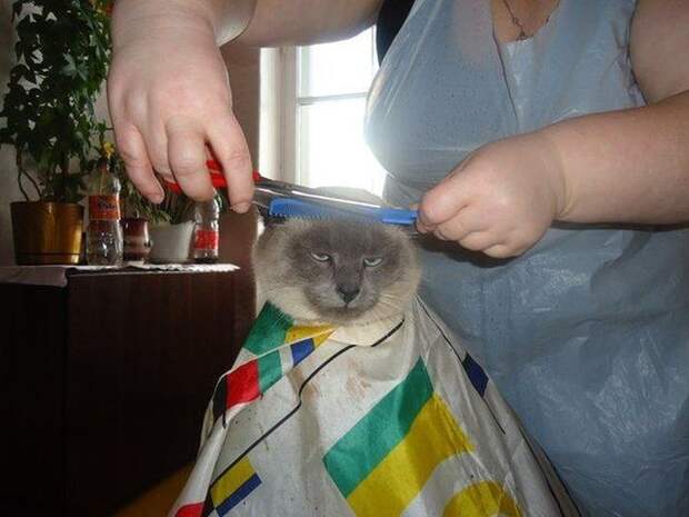 Прикольные и смешные фото девушки, животные, коты, прикол, юмор