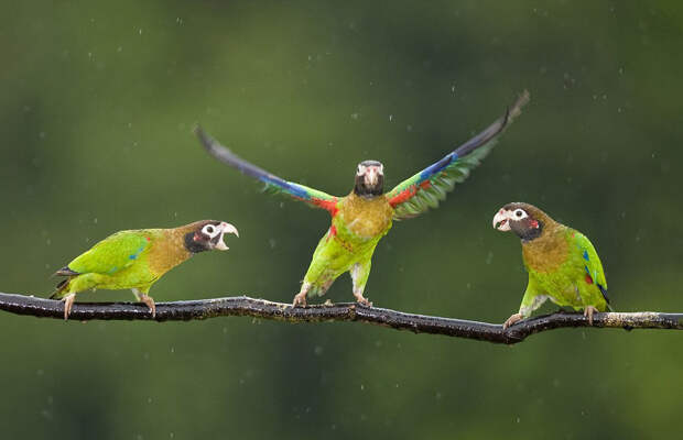 Артистичные попугаи на ветке под дождем в Коста-Рике