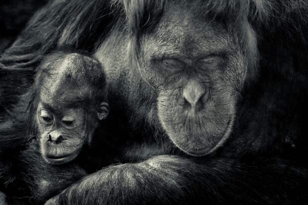 У орангутанов рождается один- два детеныша. Новорожденные питаются молоком матери до трех-четырех лет и живут с ней до шести-восьми лет. Необычно долгое детство обусловлено менталитетом приматов: другие обезьяны после ухода от матери остаются в семье или стае, орангутаны же — одиночки по натуре, поэтому им надо быть подготовленными к взрослой жизни