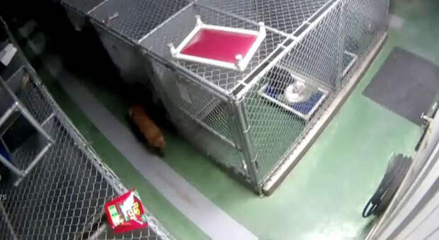 dog-escapes-kennel-comfort-puppies-barkers-pet-motel-10