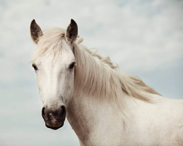 Nursery Art - Equus - Horse Photograph, Wall Decor, Child's Room, Summer, Pastel, White Horse, Nature photography