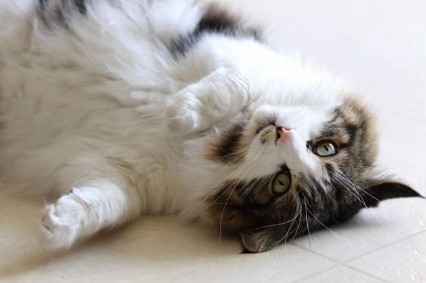 Красивый котик