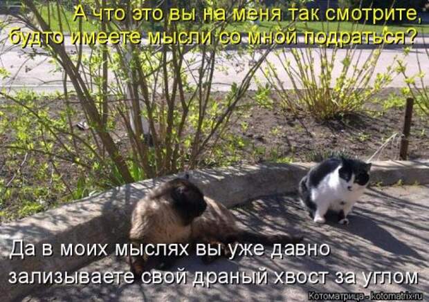 Новая котоматрица на Бугаге (33 фото)