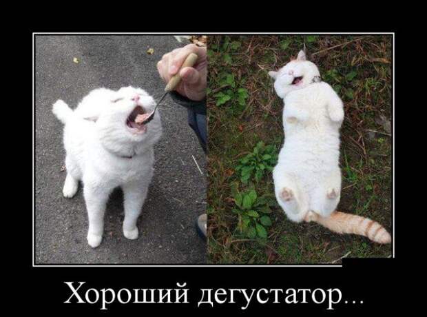 Хороший дегустатор демотиватор, юмор