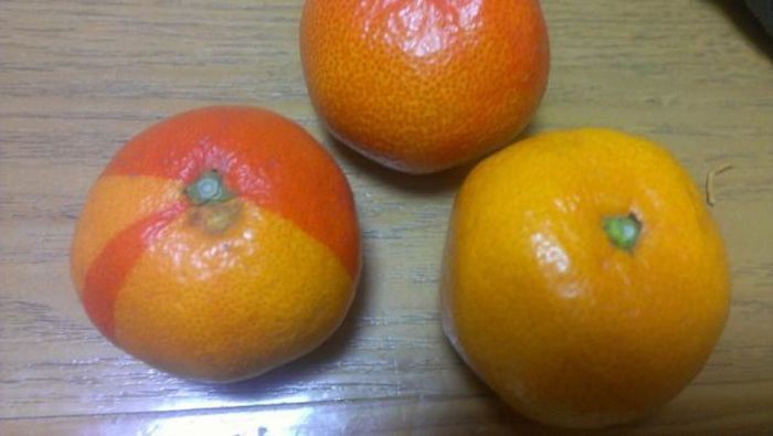Мандарины авария, аэс, мутация, фукусима