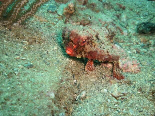 Морской нетопырь (лат. Ogcocephalidae) (англ. Batfish)