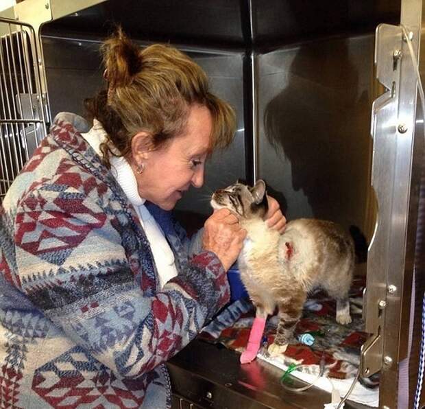 Если у кошек девять жизней, то у этого кота осталось восемь Если у кошек девять жизней, то у этого кота осталось восемь интересное, кот, стрела