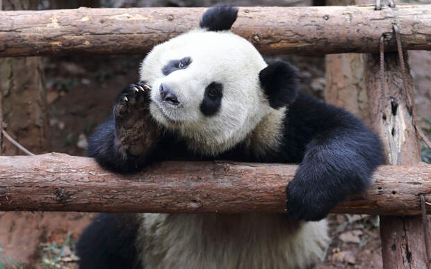 Панда в зоопарке в провинции Чжэцзян, Китай