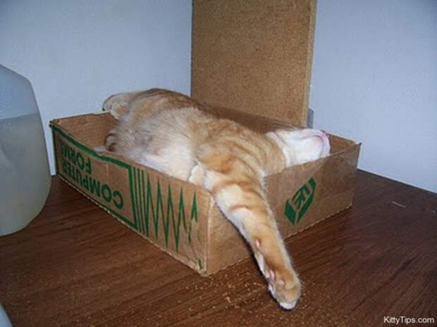 странные позы спящих котов (6)