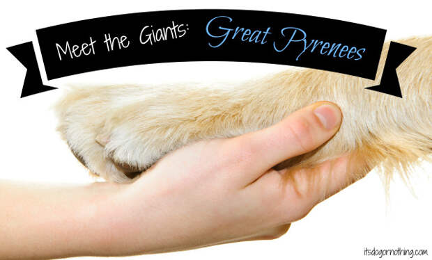 Meet the Giants: Great Pyrenees